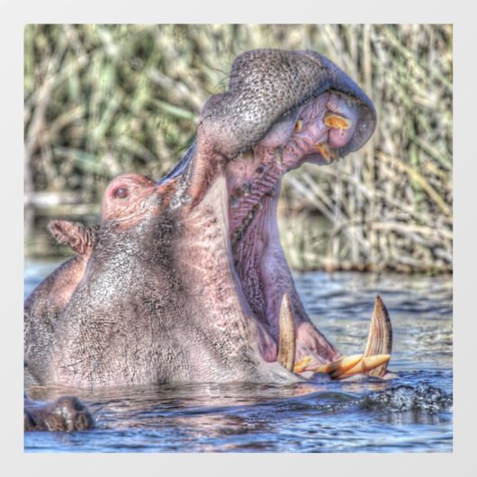 geschilderde hippo raamsticker (Vel)