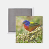 Geschilderde kardinaal magneet (Voorkant / Achterkant)