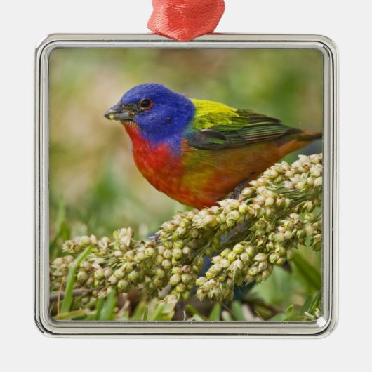 Geschilderde kardinaal metalen ornament (Voorkant)