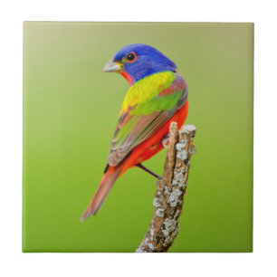 Geschilderde kardinaal (Passerina ciris) mannetje Tegeltje