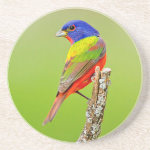 Geschilderde kardinaal (Passerina ciris) mannetje  Zandsteen Onderzetter