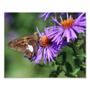 Geschilderde Lady Butterfly op Wild Aster Flower 8 Foto Afdruk
