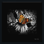 Geschilderde Lady Butterfly SC Art Print Foto Afdruk<br><div class="desc">Dit prachtige werk van fotografische kunst zal zeker een gespreksonderwerp zijn voor gasten of klanten bij u thuis of kantoor. Een prachtige visie van Gods verfkwast aan het werk zoals vastgelegd door de bekroonde bloemenfotograaf Stan V. Griep - Colorado,  USA. Een echt prachtig Selectief Kleurenwerk van kunst is dit!</div>