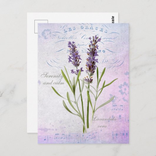 Geschilderde Lavandula Vera sereniteit en rust Briefkaart (Voorkant / Achterkant)