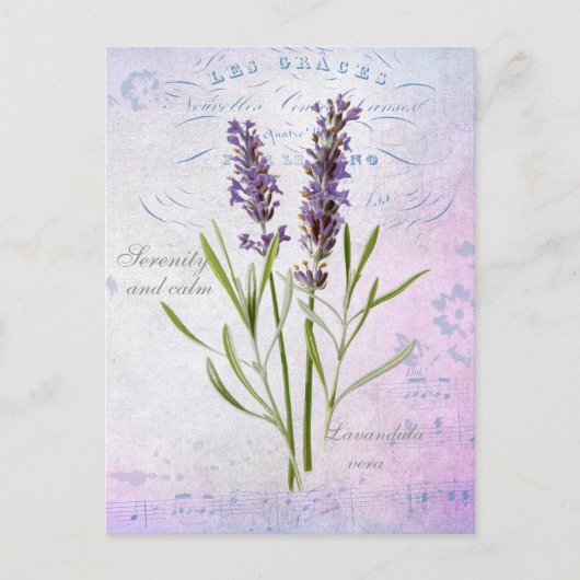 Geschilderde Lavandula Vera sereniteit en rust Briefkaart (Voorkant)