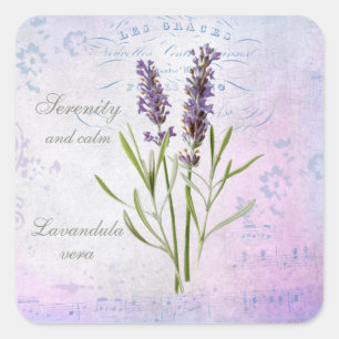 Geschilderde Lavandula Vera sereniteit en rust Vierkante Sticker