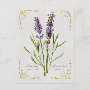 Geschilderde Lavandula Vera Serenity en Rust Briefkaart