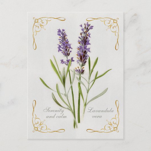 Geschilderde Lavandula Vera Serenity en Rust Briefkaart (Voorkant)
