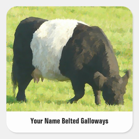 Geschilderde look Belted Galloway Koe in het veld Vierkante Sticker (Voorkant)
