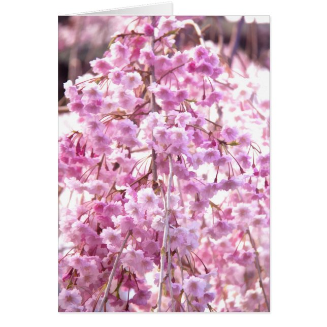 Geschilderde Roze Treurwilgenbloesem Boom (Voorkant)
