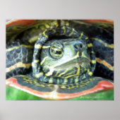 Geschilderde Schildpad (Chrysemys picta) 2 Poster (Voorkant)