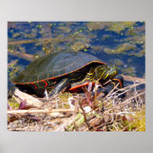 Geschilderde Schildpad (Chrysemys picta) 3 Poster (Voorkant)