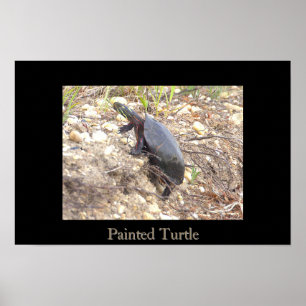 Geschilderde Schildpad Foto Poster
