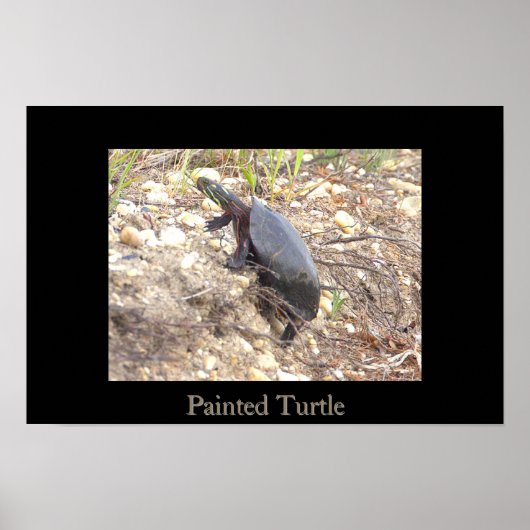 Geschilderde Schildpad Foto Poster (Voorkant)