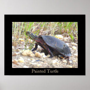 Geschilderde Schildpad Foto Poster