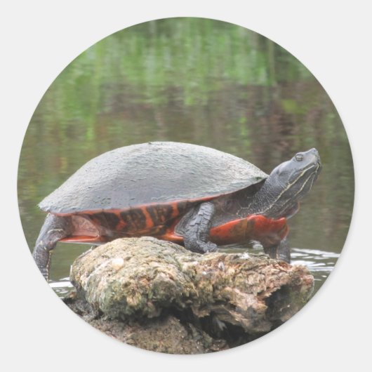 Geschilderde schildpad foto ronde sticker (Voorkant)