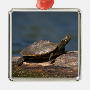 Geschilderde schildpad op een tak metalen ornament