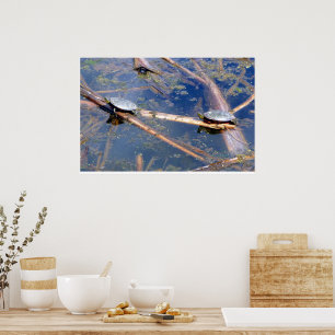 Geschilderde schildpadden (Chrysemys picta) Poster
