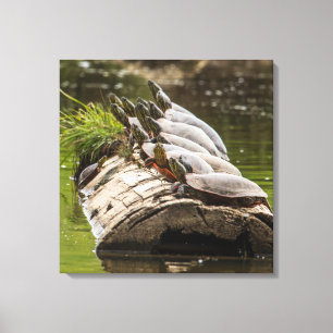Geschilderde schildpadden zonnen zich in een vijve canvas afdruk