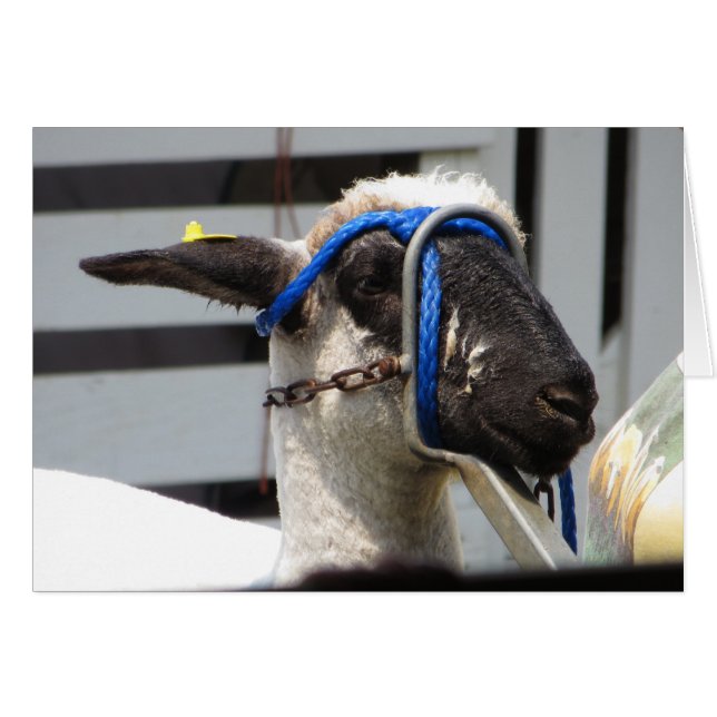 Geschoren schaap (Voorkant Horizontaal)