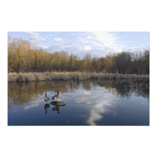 Gese Perch op Pond Foto Afdruk (Voorkant)