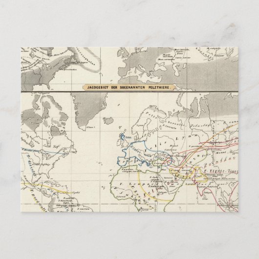 Geslachtsverdeling van katten briefkaart (Voorkant)