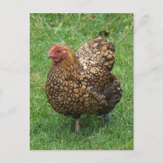 Gesloten Briefkaart (Voorkant)