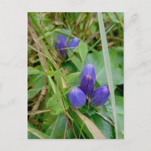 Gesloten Gentian-Briefkaart Briefkaart (Voorkant)
