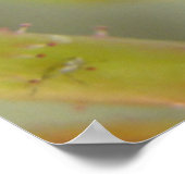 gesloten Rozen knop Poster (Hoek)