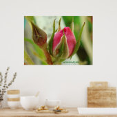 gesloten Rozen knop Poster (Keuken)