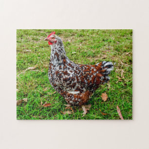 Gesloten Sussex Calico Chicken Hen Legpuzzel