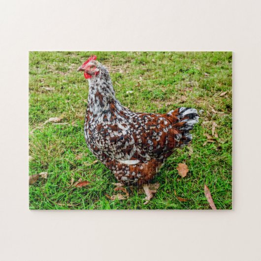 Gesloten Sussex Calico Chicken Hen Legpuzzel (Horizontaal)