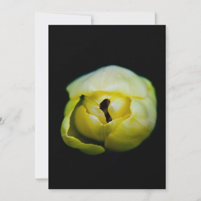 Gesloten tulp (Voorkant)