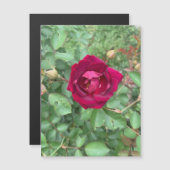 Gesluierde Rozenmagneet (Voorkant / Achterkant)