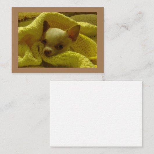 Gesnuffelde Chihuahua platte briefkaarten (Voorkant / Achterkant)