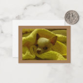 Gesnuffelde Chihuahua platte briefkaarten (Voorkant / Achterkant in situ)