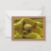 Gesnuffelde Chihuahua platte briefkaarten (Voorkant)