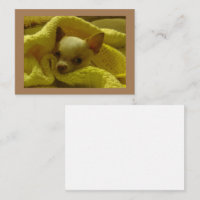 Gesnuffelde Chihuahua platte briefkaarten