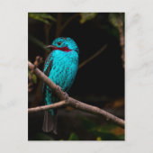 Gespangde katoenvis briefkaart (Voorkant)