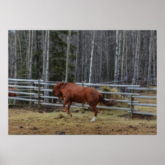 Gespiegels van sorrel Bucking in een paardenpen Poster (Voorkant)