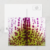 Gespikkeld Briefkaart van phalaenopsis Orchid (Voorkant / Achterkant)