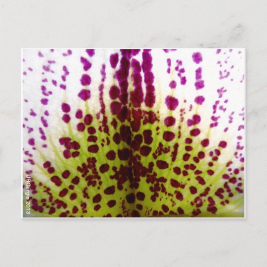 Gespikkeld Briefkaart van phalaenopsis Orchid (Voorkant)