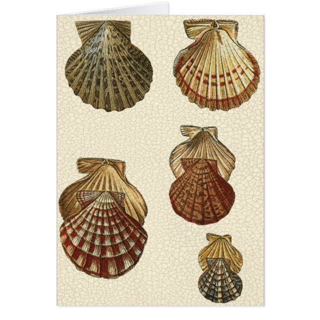 Gespikkelde Antiek schalen (Voorkant)