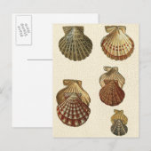 Gespikkelde Antiek schalen Briefkaart (Voorkant / Achterkant)