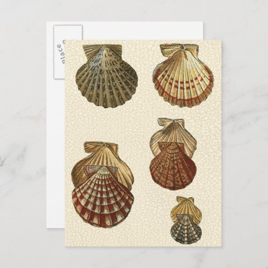 Gespikkelde Antiek schalen Briefkaart (Voorkant / Achterkant)