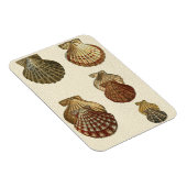 Gespikkelde Antiek schalen Magneet (Rechterzijde)