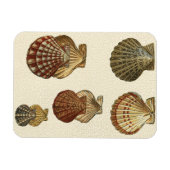 Gespikkelde Antiek schalen Magneet (Horizontaal)