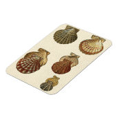 Gespikkelde Antiek schalen Magneet (Linkerzijde)