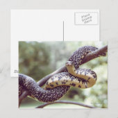 Gespikkelde Briefkaart van Koningsslang (Voorkant / Achterkant)