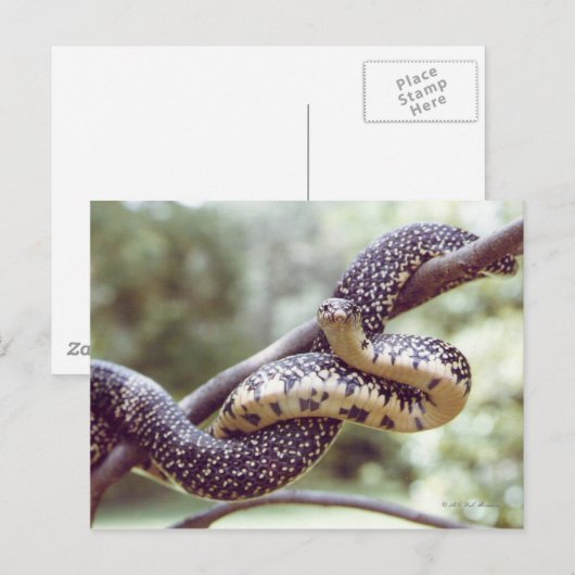 Gespikkelde Briefkaart van Koningsslang (Voorkant / Achterkant)